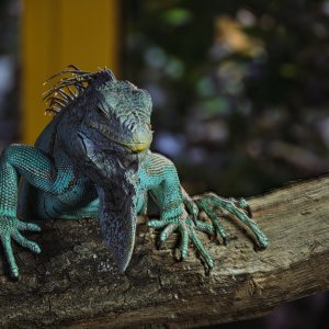 Grüner Leguan